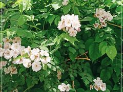 -北京大学燕东园