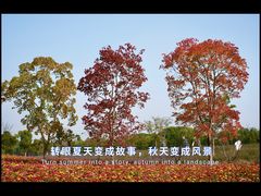 -同里国家湿地公园