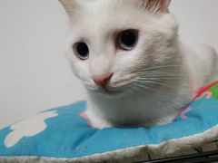 -北京恒爱动物医院(清景园分院)