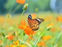 -洋湖国家湿地公园