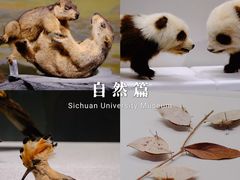 -四川大学博物馆