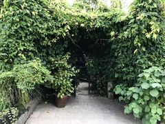-植觉