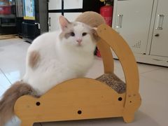 -平行世界·猫咖(首经贸店)