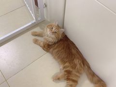 -瑞派长江宠物医院·猫科·外科·24小时夜护(谊城公寓分院)