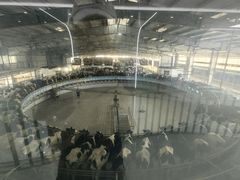 -光明牧业有限公司金山种奶牛场