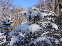 -雾凇岛