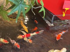 -太阳门淮扬菜(南京博物院店)