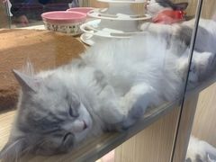 -屋虎猫馆(宝安大仟里店)
