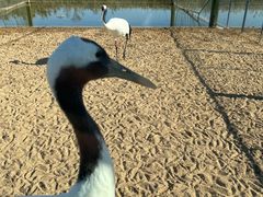 -盐城丹顶鹤湿地生态旅游区
