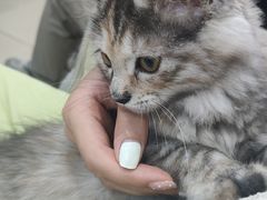 -米苏动物医院·犬猫专科·骨科外科内窥镜