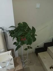 点击看大图 -Dr.林醫生产后修复·配方产康店(南京大厂店)