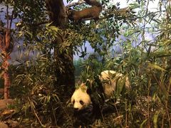 -陕西自然博物馆