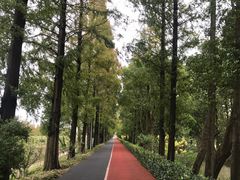 -上海长兴岛郊野公园