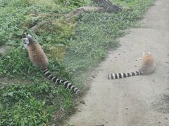 -合肥野生动物园