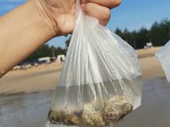 -贝壳沙滩