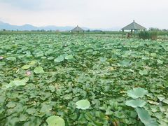 -哈素海