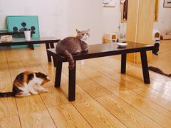 -萌喵咖啡屋(人民东路4号口M16商铺店)
