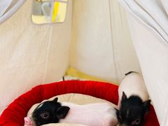 -RU DUCK柯尔鸭公社·撸鸭俱乐部·羊驼·小香猪