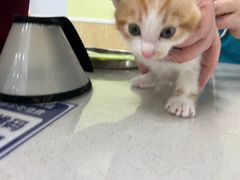 -瑞鹏宠物医院犬猫全科(真大分院)