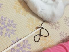 -联合动物医院(光谷诊疗中心)