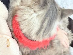 -楼上猫咖(罗湖店)