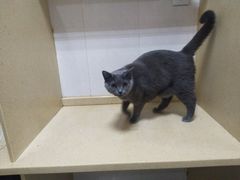 -瑞鹏宠物医院·骨科·猫科·内科(第一中心)