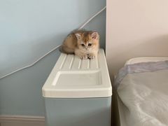 -东方名猫馆·英短金渐层布偶猫舍(环线广场1号楼店)