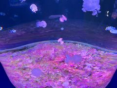-欢乐海岸海洋奇梦馆