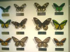 android_upload_pic-上海昆虫博物馆