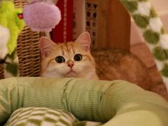 -猫大福·Fortune Cat猫舍(百子湾店)
