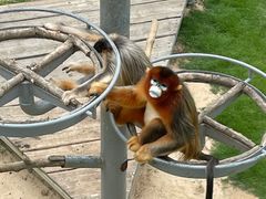 -西霞口神雕山野生动物世界