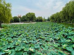 -荷花公园
