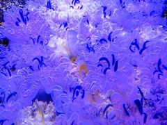 -瑞普利水族馆