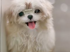 -萌宠之家·腊肠犬·马尔泰·小体犬舍