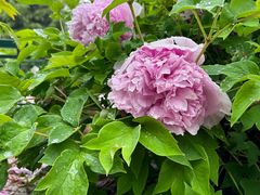 -石家庄市植物园