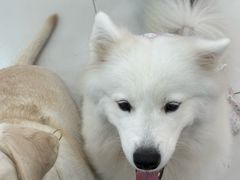 -汪说·狗咖·拼豆·宠物周边DIY(旺城大厦店)