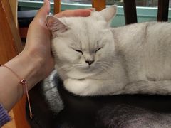 -猫小院猫主题餐厅(三里屯店)