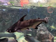 -太平洋海底世界