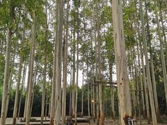 -桉树林A coffee 森林餐厅(三圣乡店)