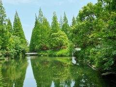 -东平国家森林公园