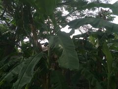 -涠洲岛-圣母堂