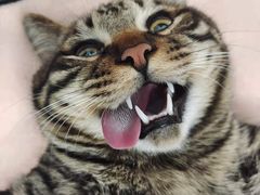 -艾贝尔宠物医院 ·中兽医·宠保定点(北门桥店)