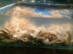 -星伦多 自助料理(圆融店)