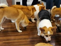 -柯斗斗主题餐厅·狗咖·围炉煮茶·茶饮(国瑞升平里店)