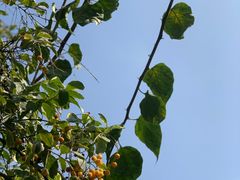 -豆舞咖啡(民乐路店)