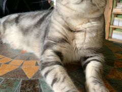 -猫猫幼稚园·撸猫·桌游·电玩