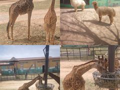 -鄂尔多斯野生动物园