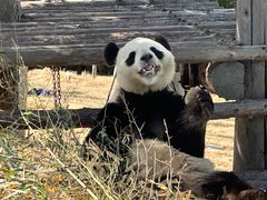 -西霞口神雕山野生动物世界