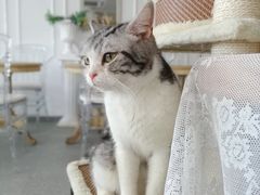 -共舞时光猫咖·狗咖(新街口店)