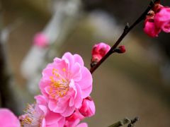 -秀丽东方